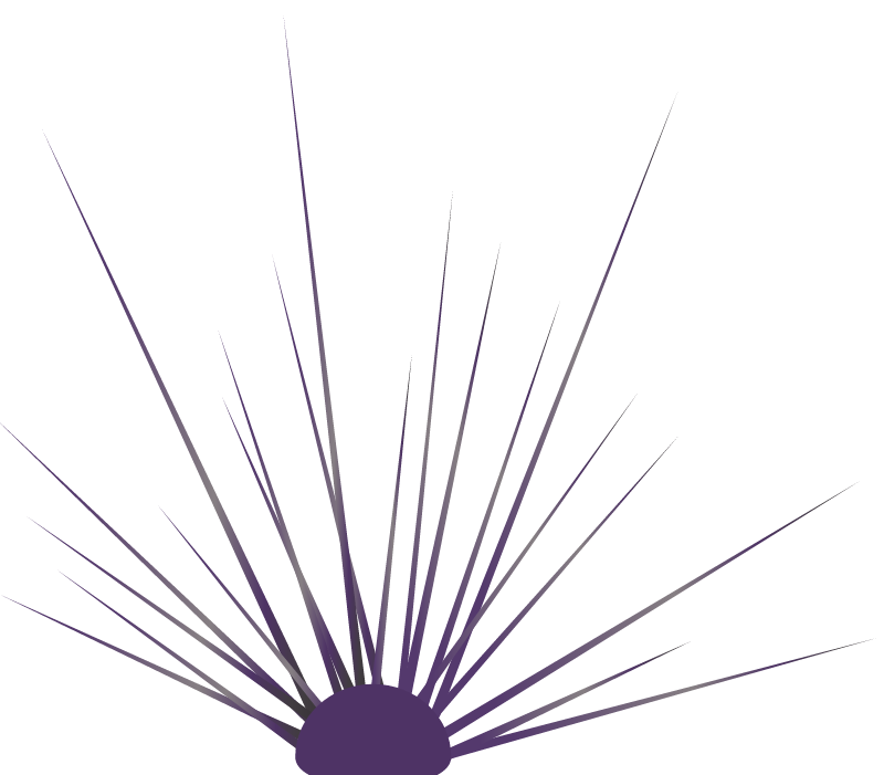 Black Sea Urchin (Diadema Antillarum)