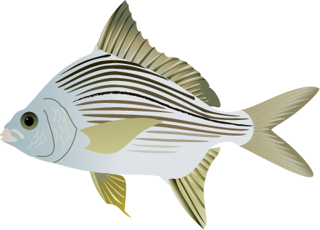 Striped Mojarra (Diapterus Plumieri)
