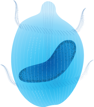 Ciliate (Didinium Gargantua)
