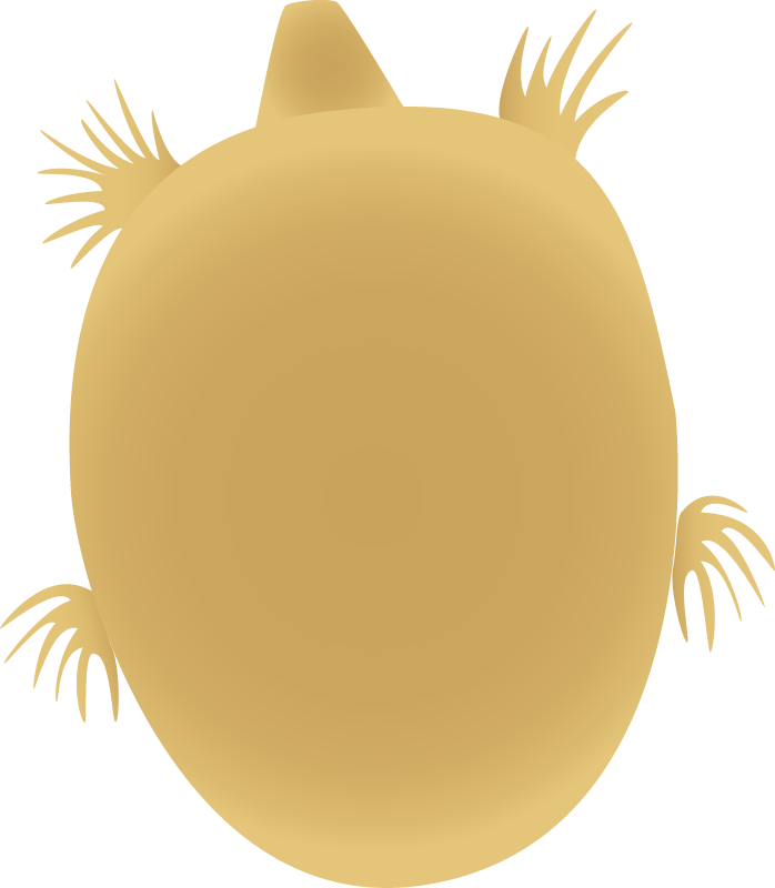 Ciliate (Didinium Nasutum)