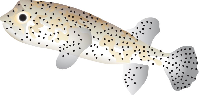 Spot Fin Porcupinefish (Diodon Hystrix)