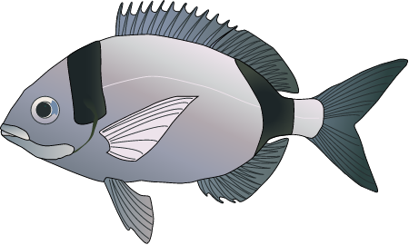 Common Two Banded Seabream (Diplodus Vulgaris)