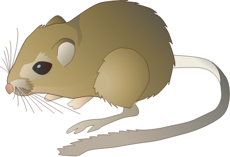 Kangaroo Rat (Dipodomys Ordii)
