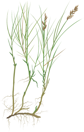 Coastal Salt Grass (Distichlis Spicata)