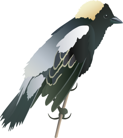 Bobolink (Dolichonyx Oryzivorus)