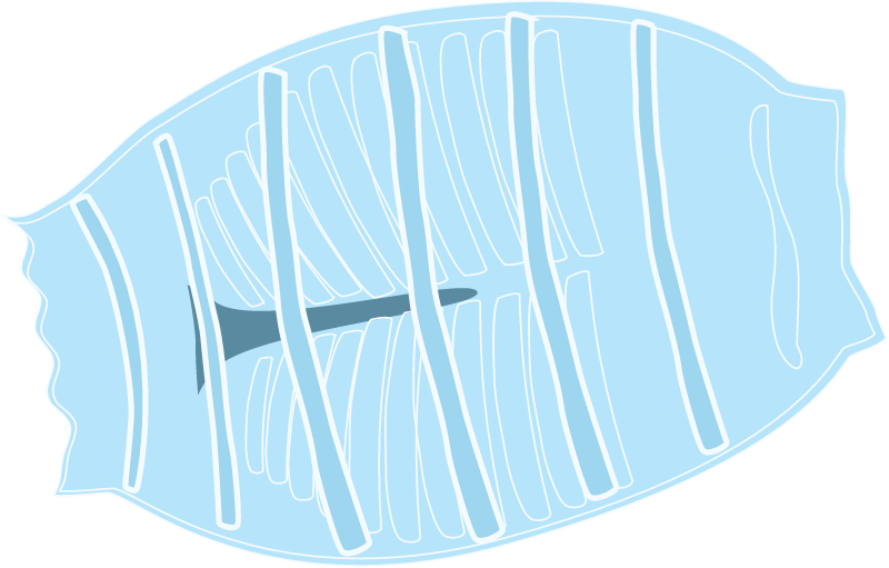 Tunicate (Doliolid)