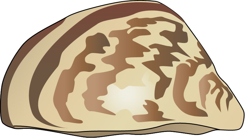 Zebra Mussel (Dreissena Polymorpha)