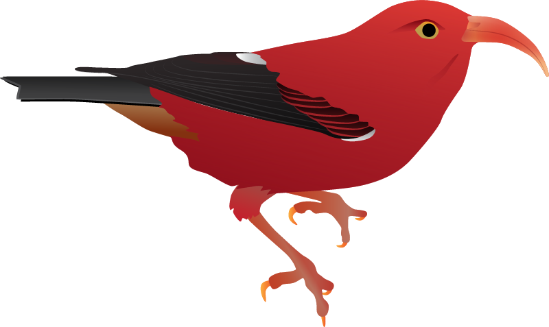 Scarlet Honeycreeper (Drepanis Coccinea)
