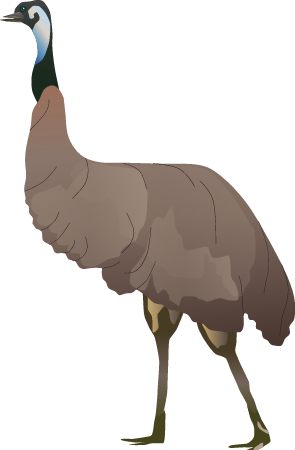 Emu (Dromaius Novaehollandiae)