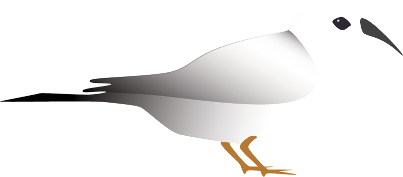 Pied Imperial Pigeon (Ducula Bicolor)