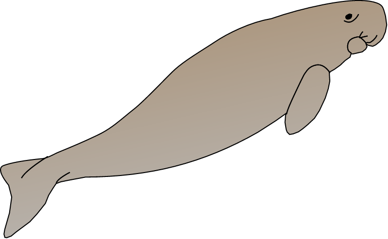 Dugong (Dugong Dugon)