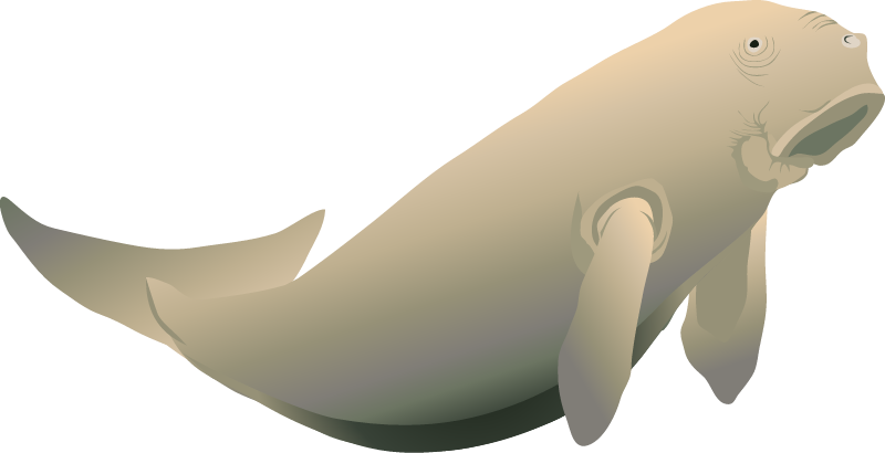 Dugong (Dugong Dugon)