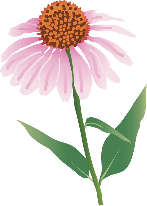 Purple Coneflower (Echinacea Purpurea)
