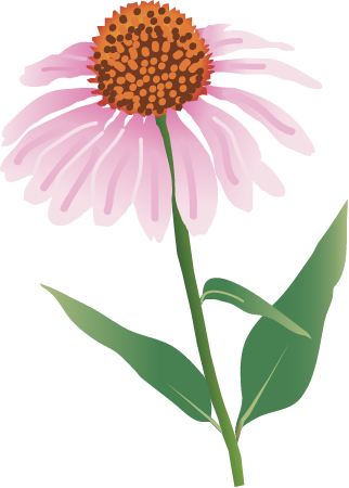 Purple Coneflower (Echinacea Purpurea)