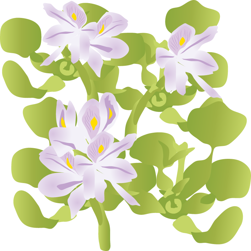 Water Hyacinth (Eichhornia Crassipes)
