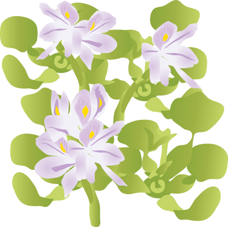 Water Hyacinth (Eichhornia Crassipes)