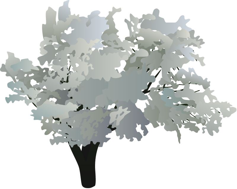 Russian Olive (Elaegnus Angustifolia)