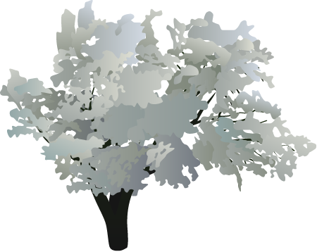 Russian Olive (Elaegnus Angustifolia)
