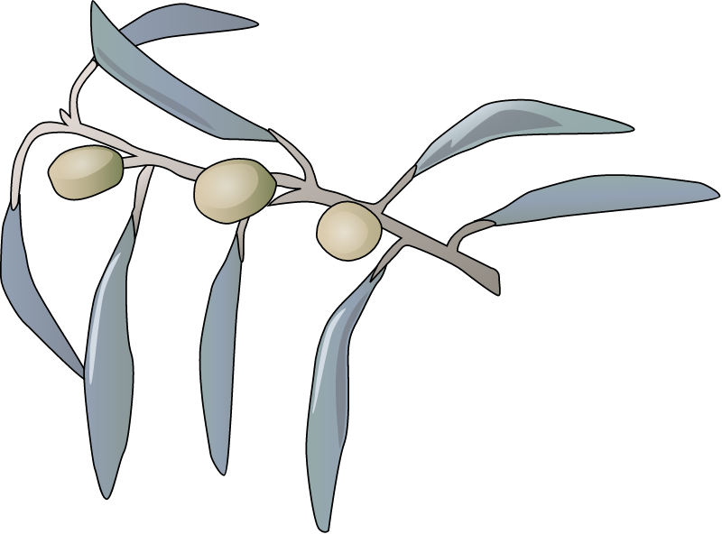 Russian Olive Leaves (Elaegnus Angustifolia)