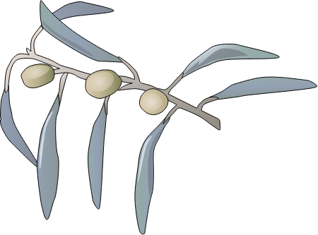 Russian Olive Leaves (Elaegnus Angustifolia)