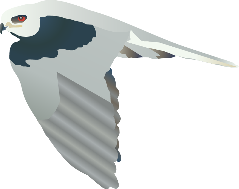 White Tailed Kite (Elanus Leucurus)