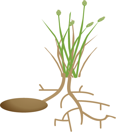 Chinese Water Chestnut (Eleocharis Dulcis)