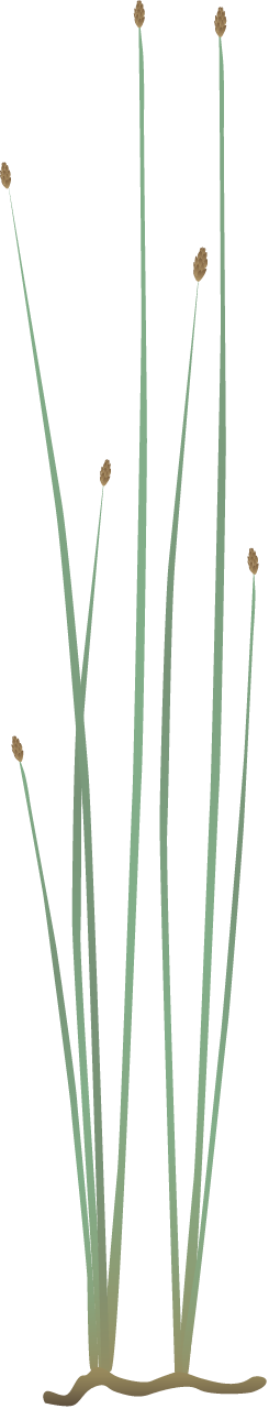Spike Rush (Eleocharis)