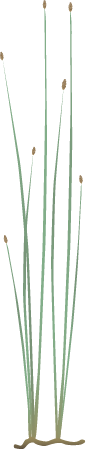 Spike Rush (Eleocharis)