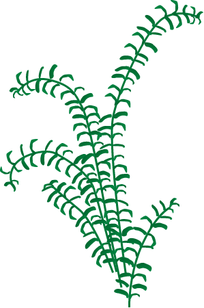 Canadian Waterweed (Elodea Canadensis)