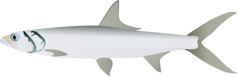 Ladyfish (Elops Saurus)