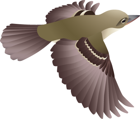 Southwestern Willow Flycatcher (Empidonax Traillii Extimus)