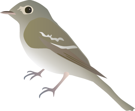 Acadian Flycatcher (Empidonax Virescens)