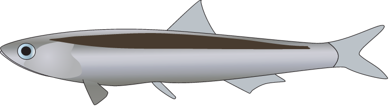 Australian Anchovy (Engraulis Australis)