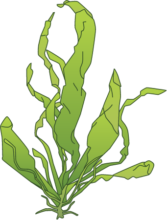 Gutweed (Enteromorpha Intestinalis)