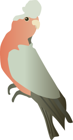 Galah (Eolophus Roseicapilla)
