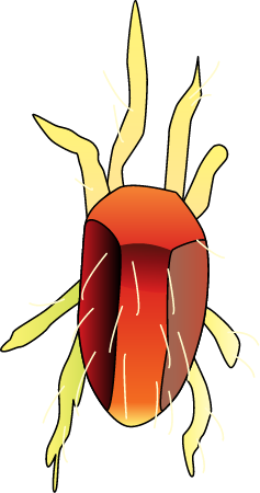 Mite (Eotetranychus Sexmaculatus)