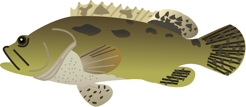 Brown Marbled Grouper (Epinephelus Fuscoguttatus)