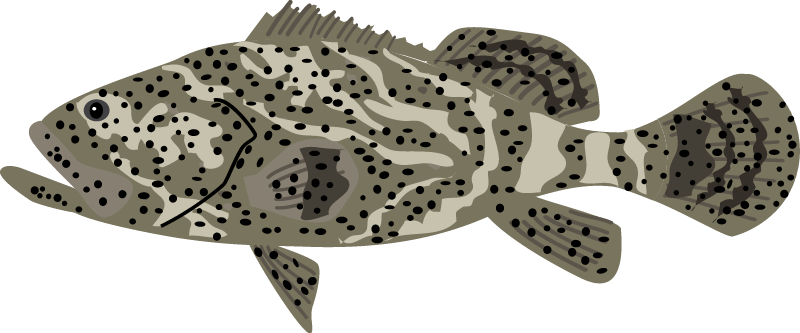 Atlantic Goliath Grouper (Epinephelus Itajara)