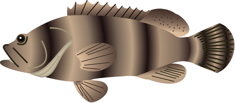 Atlantic Goliath Grouper (Epinephelus Itajara)