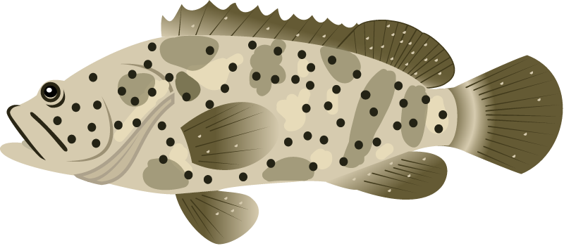 Malabar Grouper (Epinephelus Malabaricus)