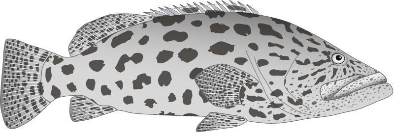 Potato Cod (Epinephelus Tukula)