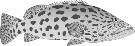 Potato Cod (Epinephelus Tukula)