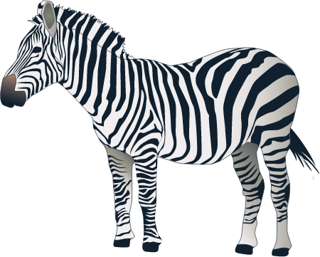 Plains Zebra (Equus Quagga)
