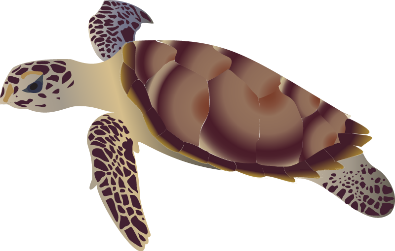 Hawksbill Turtle Adult (Eretmochelys Imbricata)