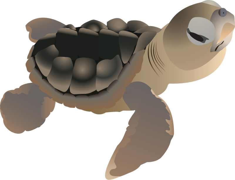 Hawksbill Turtle Hatchling (Eretmochelys Imbricata)