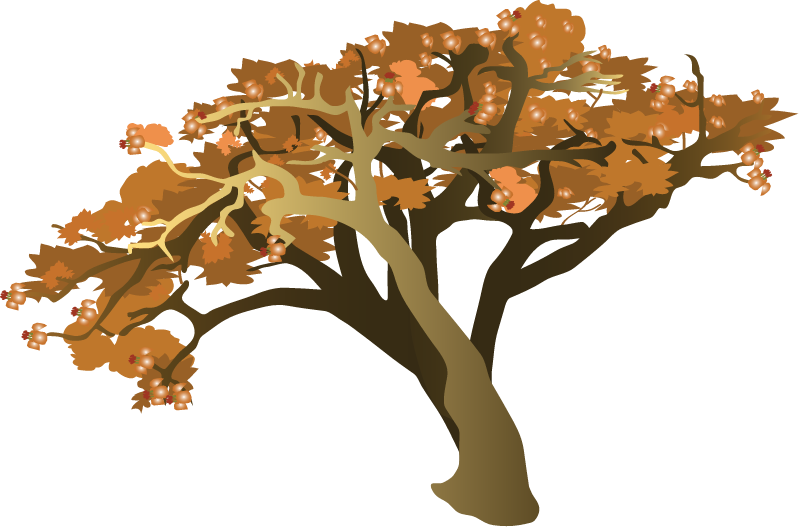 Wiliwili (Erythrina Sandwicensis)