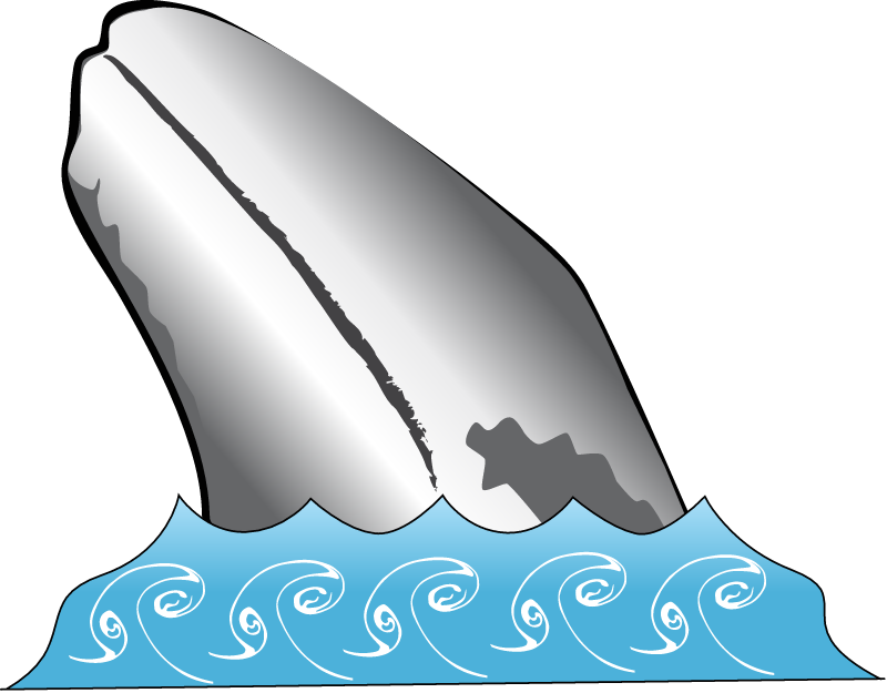 Gray Whale (Eschrichtius Robustus)