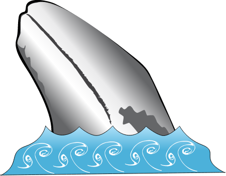 Gray Whale (Eschrichtius Robustus)