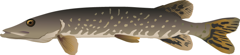 Northern Pike (Esox Lucius)