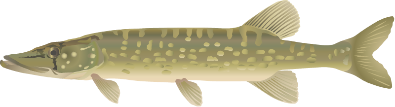Chain Pickerel (Esox Niger)